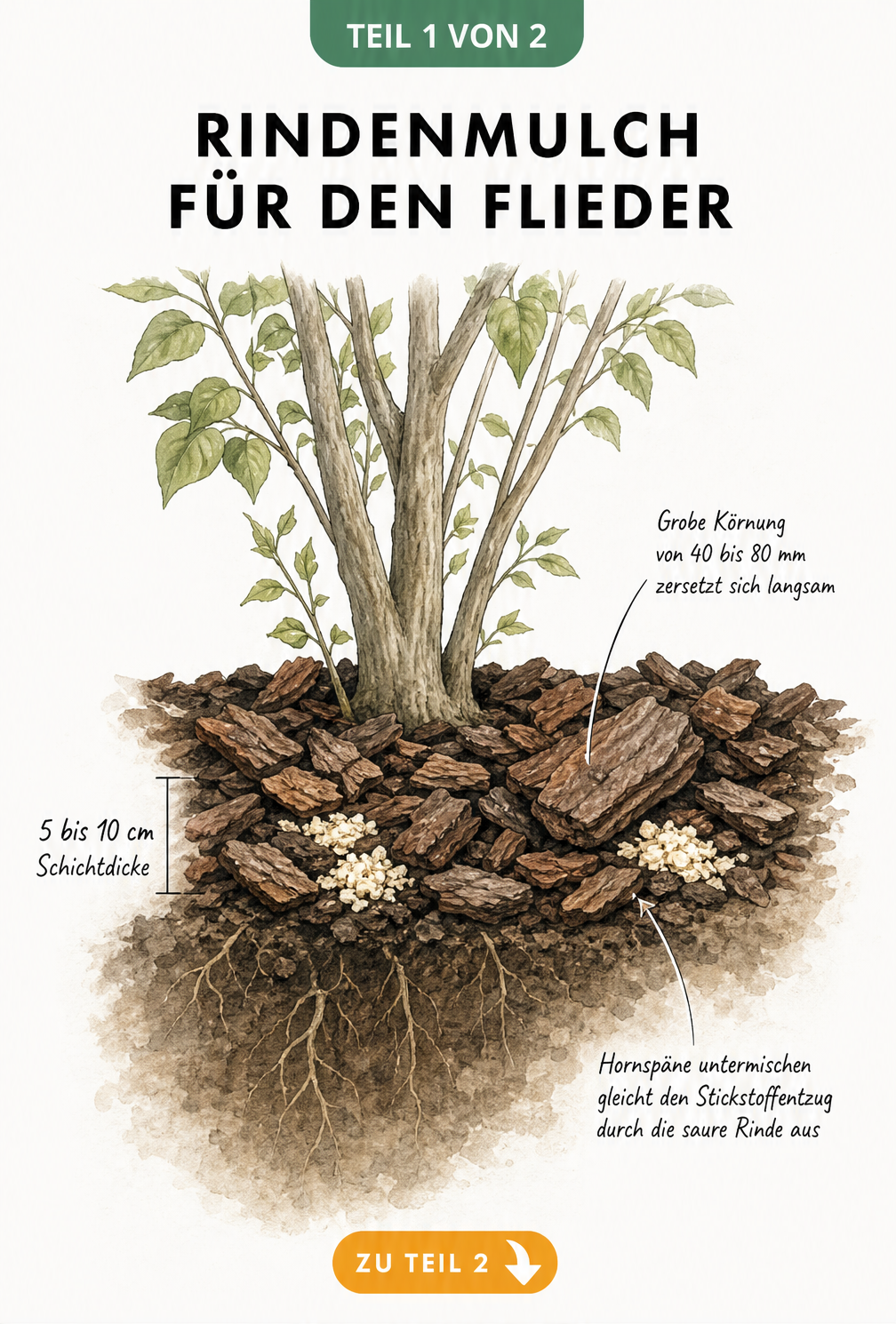 Botanische Querschnitt-Illustration eines Fliederstamms mit einer 5 bis 10 cm dicken Schicht aus grobem Rindenmulch und Hornspänen.