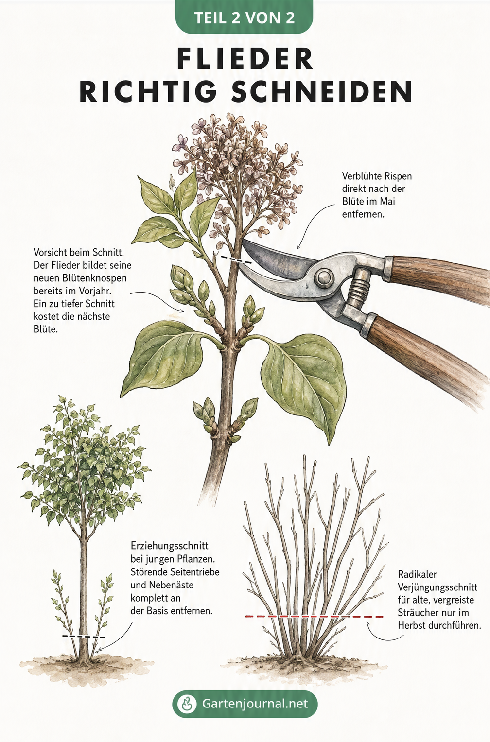 Zeichnung eines Fliederastes mit Gartenschere, die verblühte Rispen über neuen Knospen abschneidet