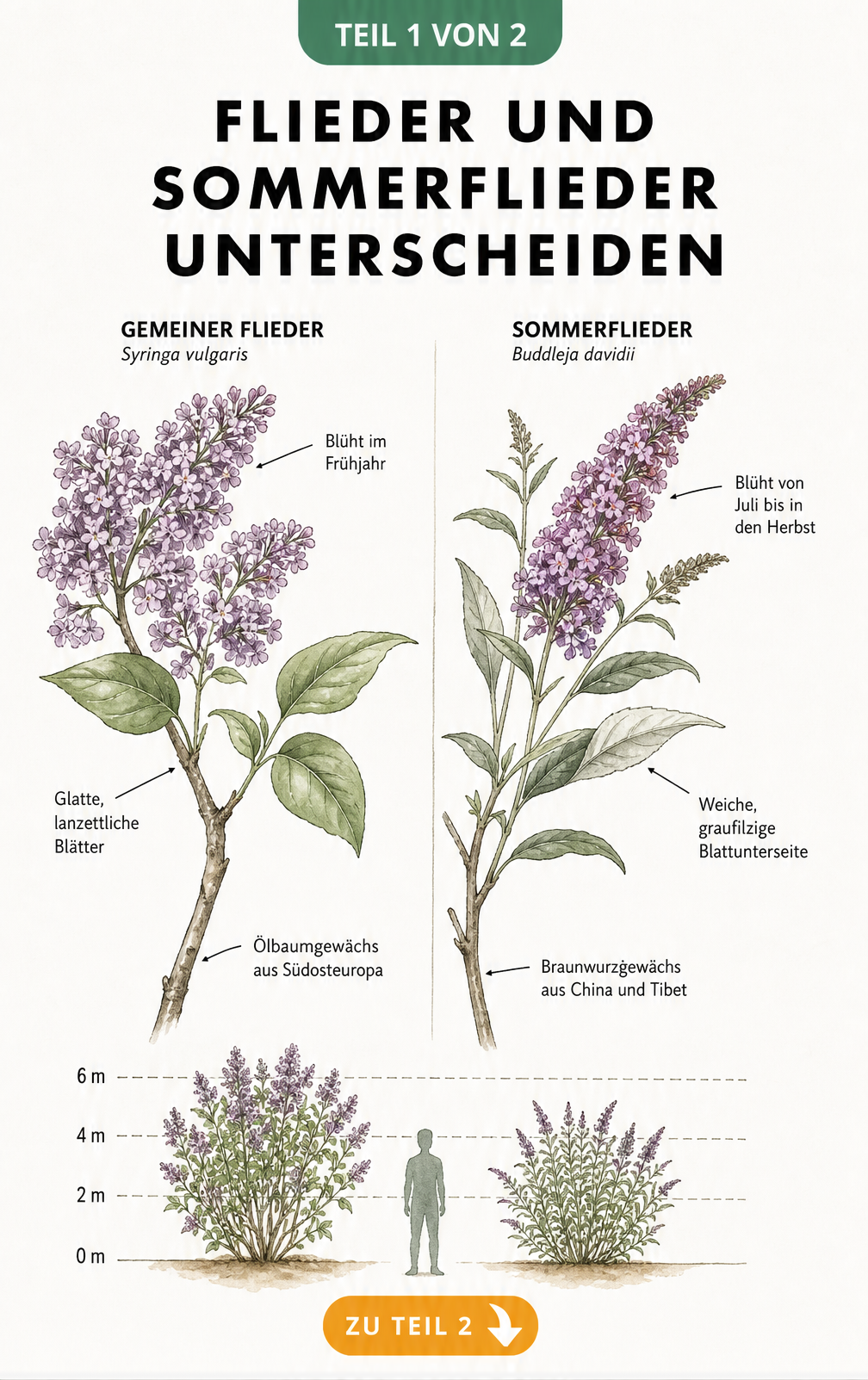 Botanische Illustrationen von Flieder und Sommerflieder im Vergleich mit Erklärungen zu Blütezeit, Blättern und Herkunft
