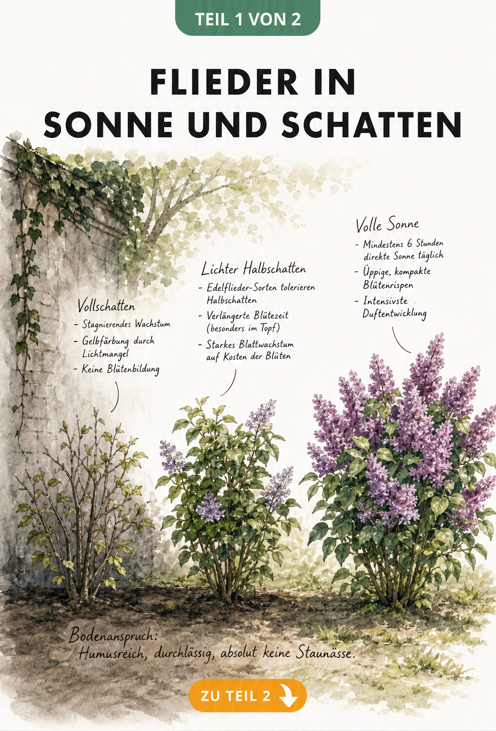 Illustration von Flieder in Vollschatten, Halbschatten und voller Sonne mit Erklärungen zu Wachstum und Blüte