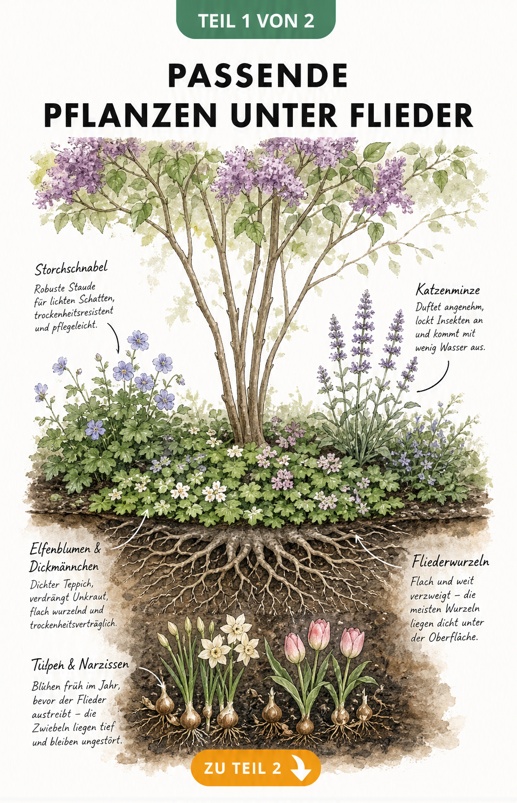 Botanische Querschnitt-Illustration des Bodens unter einem Flieder mit flachen Wurzeln, Zwiebelblumen, Elfenblumen und Storchschnabel.