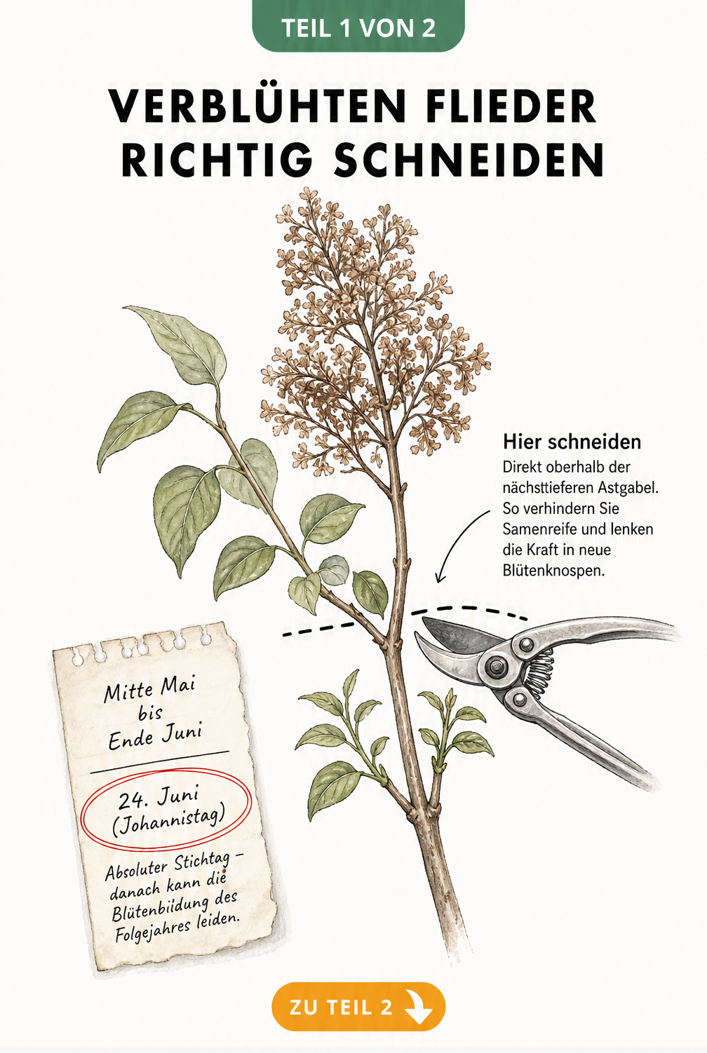 Botanische Illustration eines Fliederzweigs mit Schnittmarkierung über der Astgabel und Kalenderblatt für den Schnittzeitpunkt