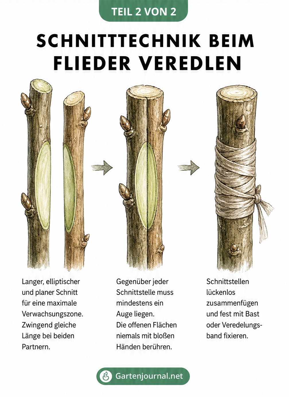 Nahaufnahmen der Schnitttechnik beim Veredeln von Flieder durch Kopulation