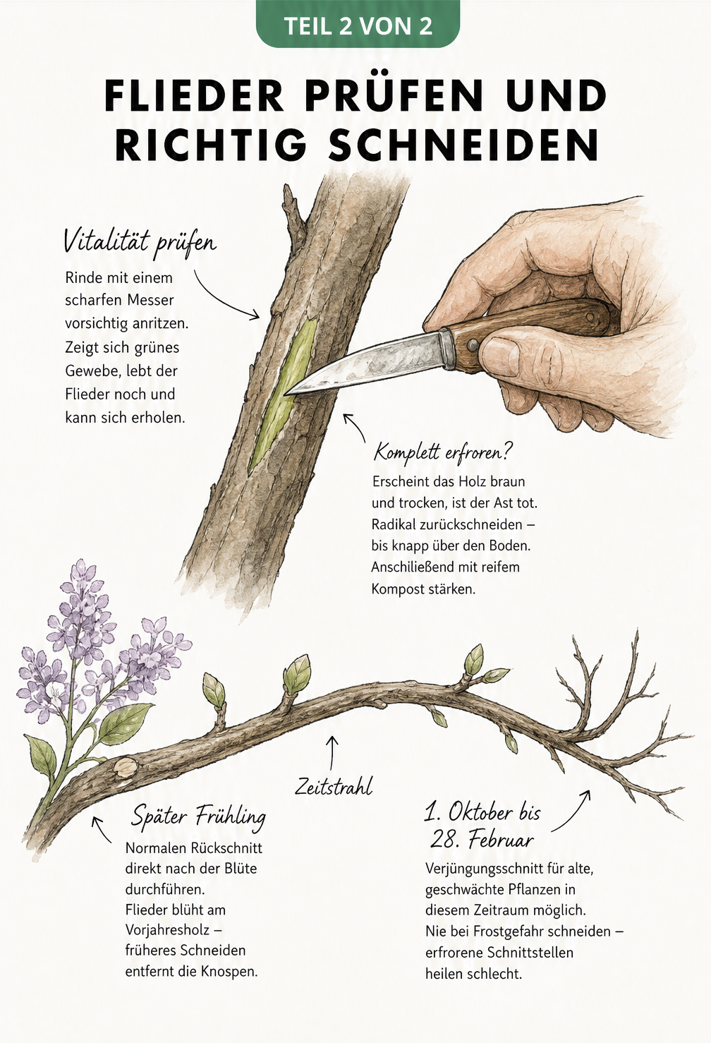 Skizze einer Hand, die mit einem Gartenmesser die Rinde eines Fliederastes anritzt, um grünes Gewebe zu prüfen, darunter ein Zeitstrahl für den Rückschnitt.
