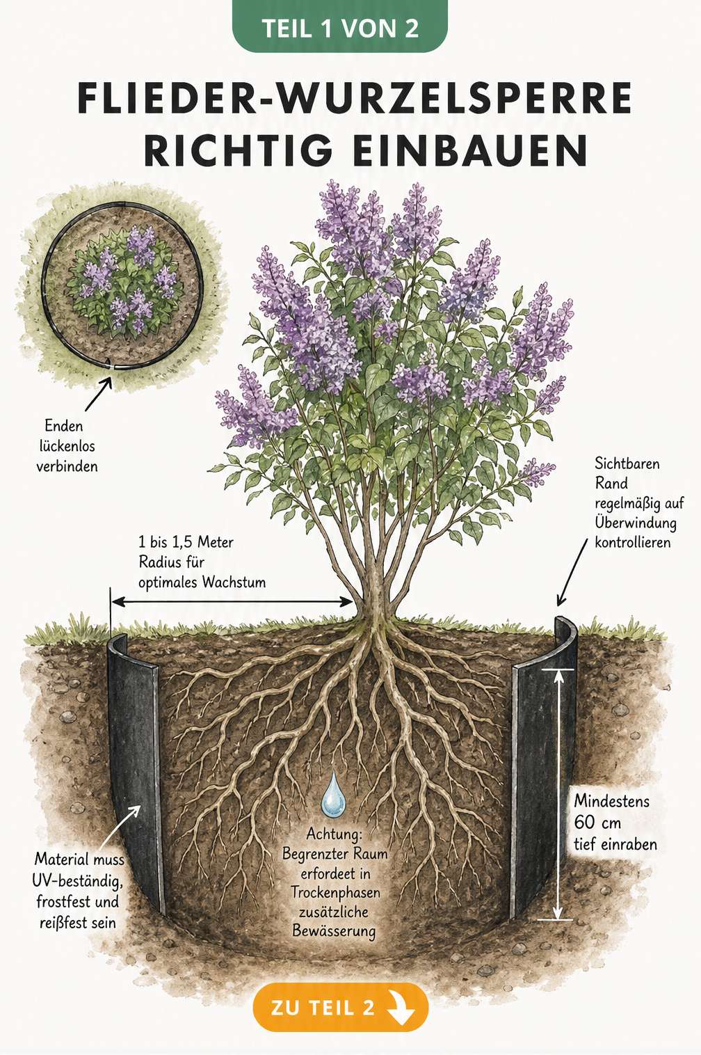 Botanische Querschnitts-Illustration einer Wurzelsperre für Flieder im Erdreich mit Maßangaben