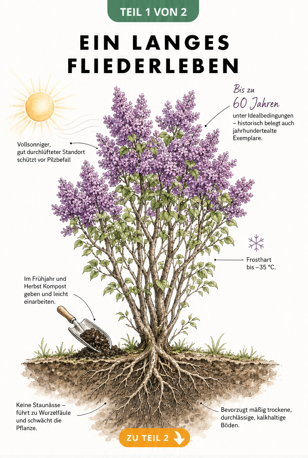Botanische Illustration eines Fliederbaums im Querschnitt mit Wurzeln, Blüten und Hinweisen zu Lebensdauer, Standort und Boden