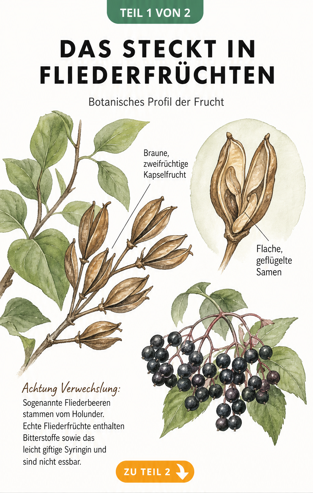 Botanische Illustration von Fliederfrüchten und Samen im Vergleich zu Holunderbeeren