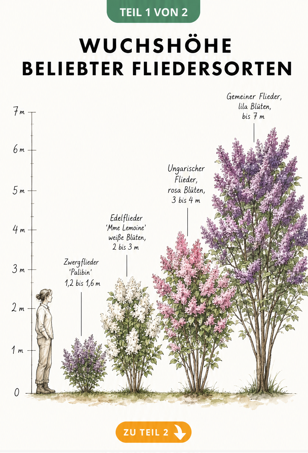 Botanische Illustration von vier Fliedersorten mit ihrer maximalen Wuchshöhe im Vergleich zu einer Person