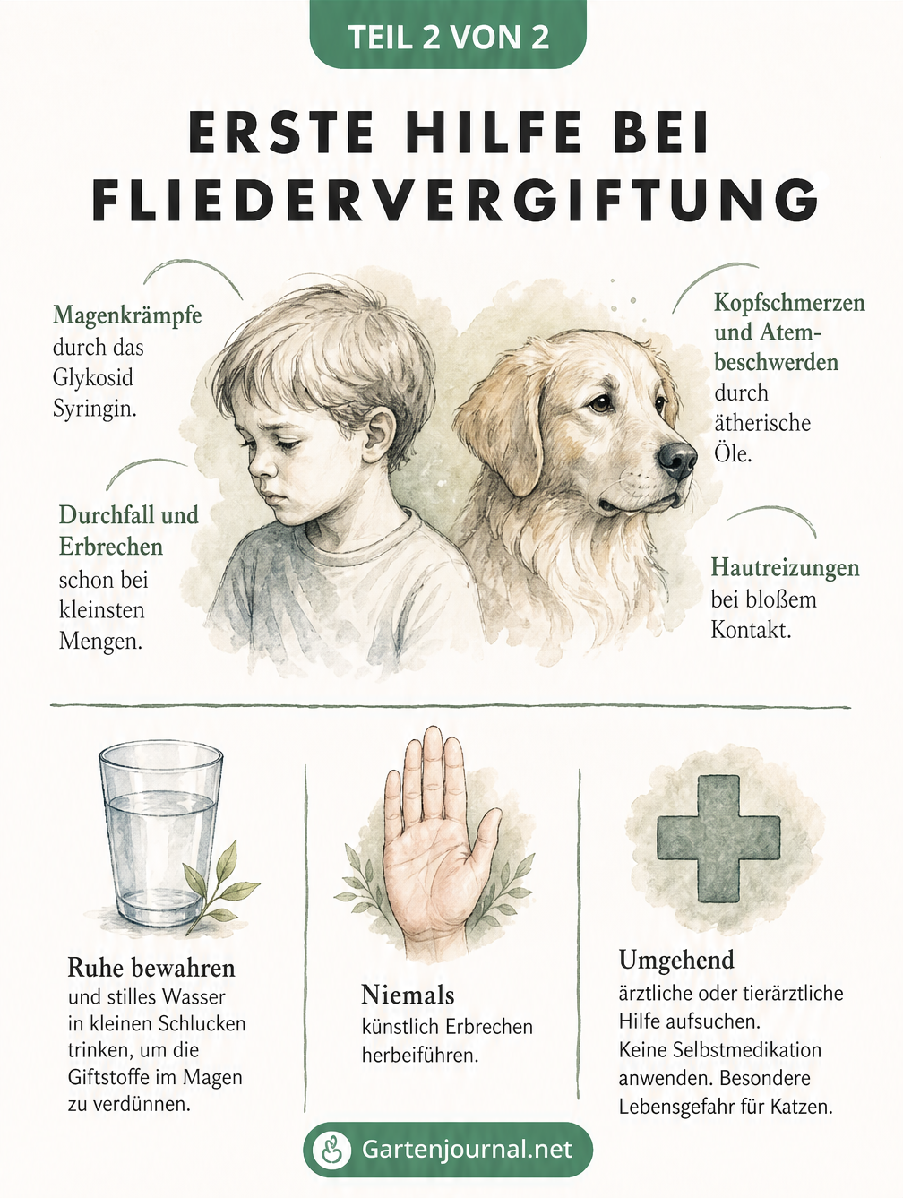 Illustration von Kind und Hund mit Symptomen einer Fliedervergiftung und Erste-Hilfe-Maßnahmen