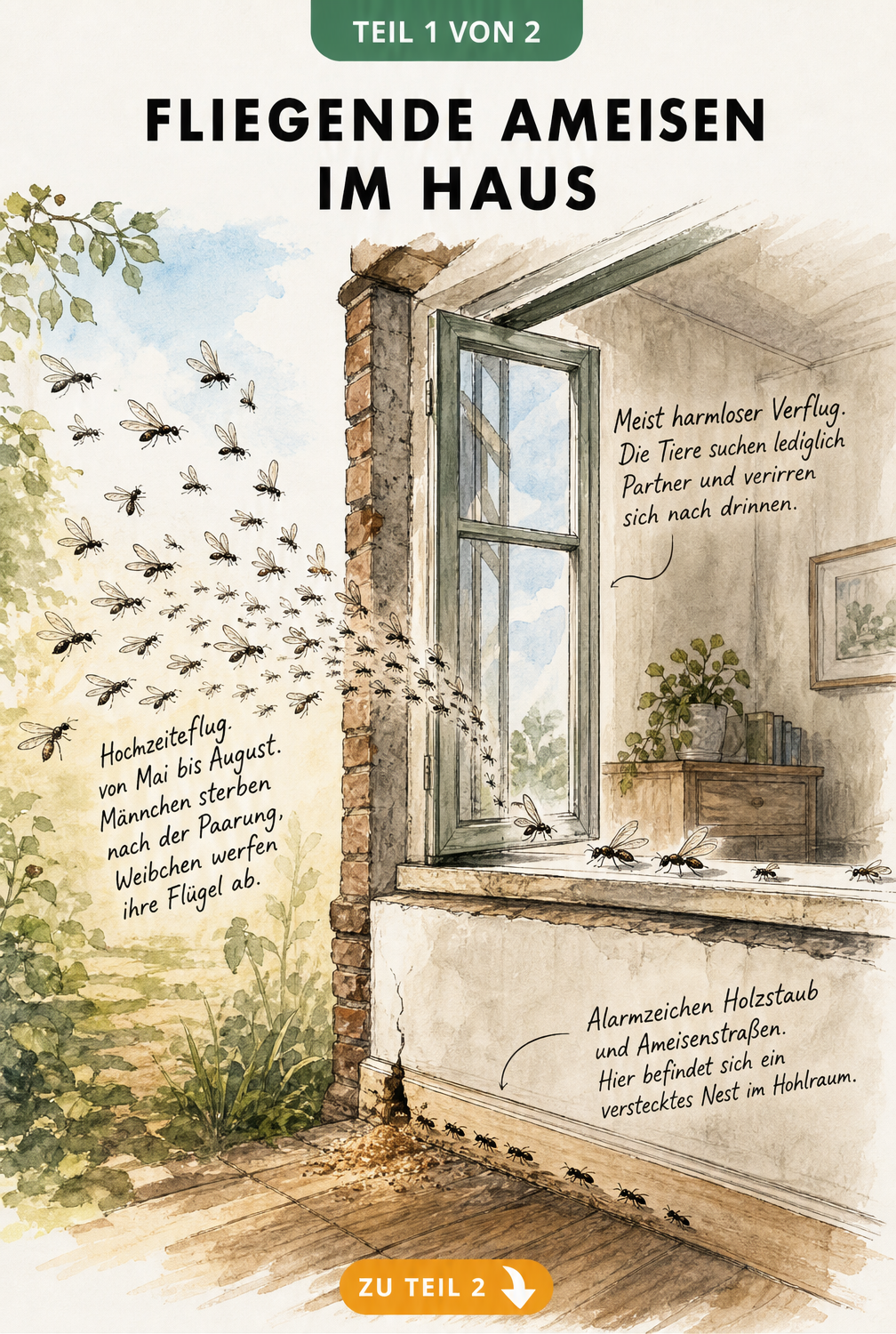 Querschnitt einer Hauswand mit fliegenden Ameisen am Fenster und einem versteckten Nest in der Fußleiste