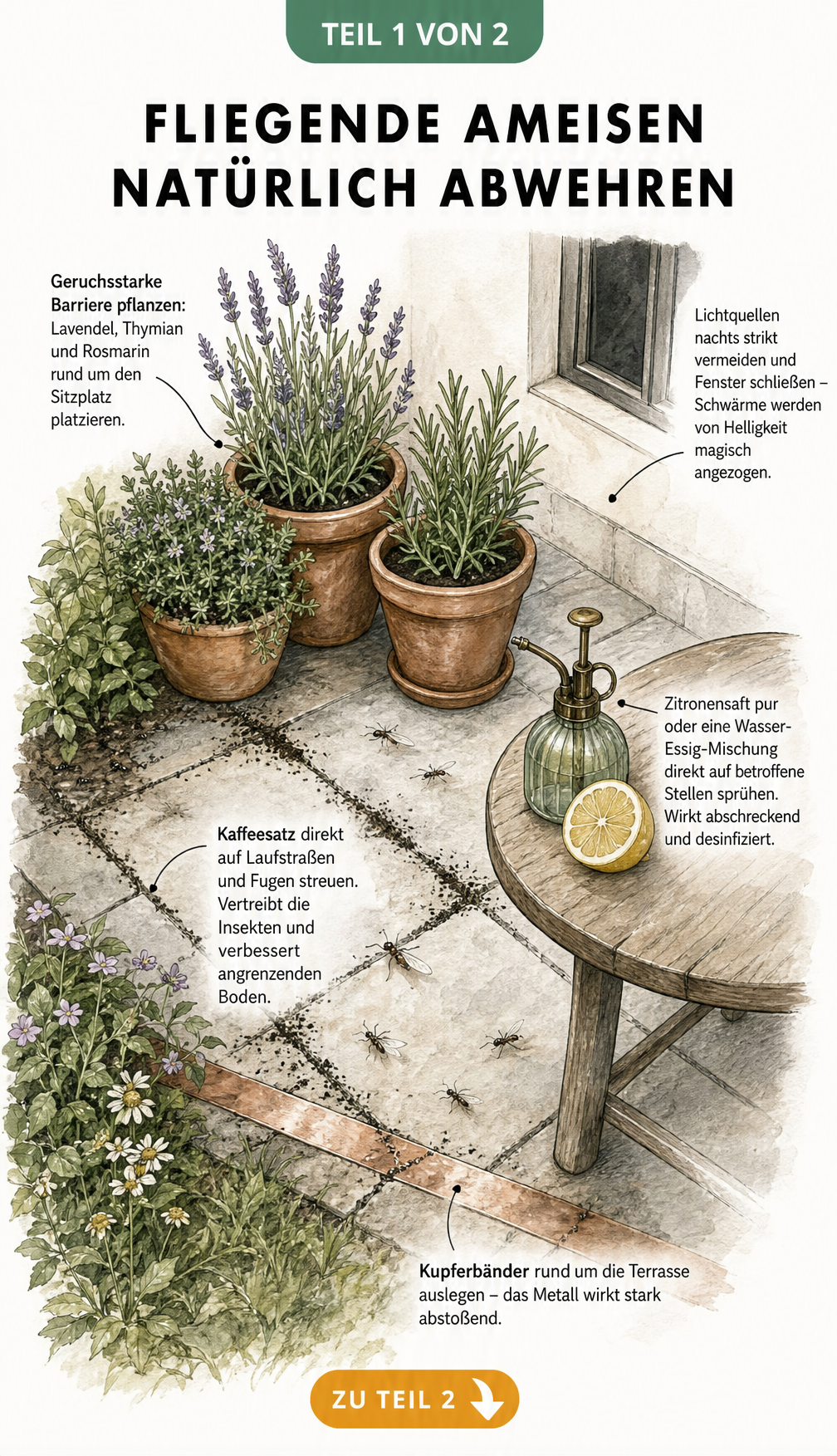 Illustration einer Terrasse mit natürlichen Abwehrmitteln gegen fliegende Ameisen wie Kupferband, Kaffeesatz, Lavendel und Zitronenspray