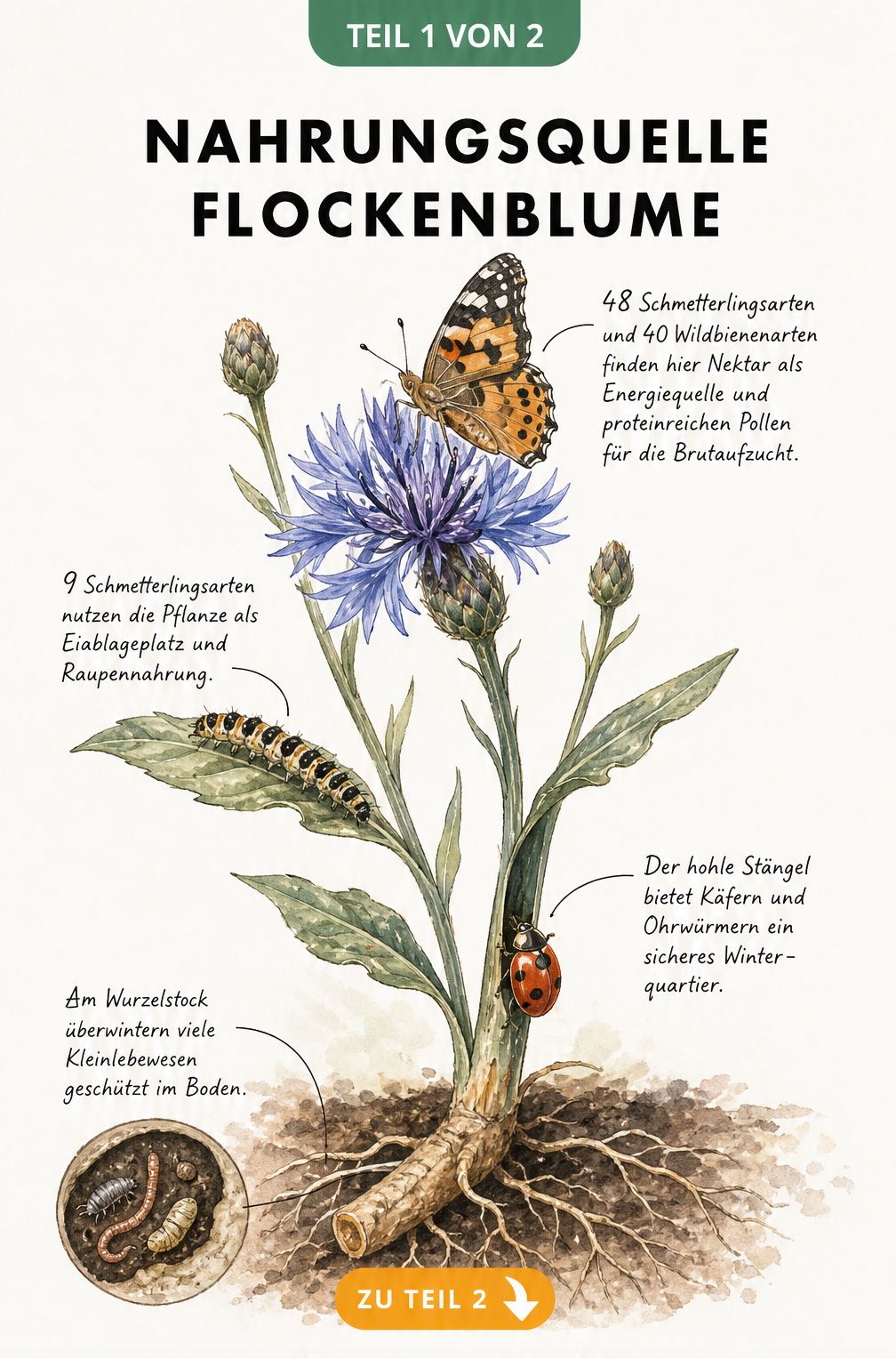 Botanische Illustration einer Flockenblume mit Schmetterling, Raupe und Marienkäfer, die die Pflanze als Nahrungsquelle und Lebensraum nutzen.