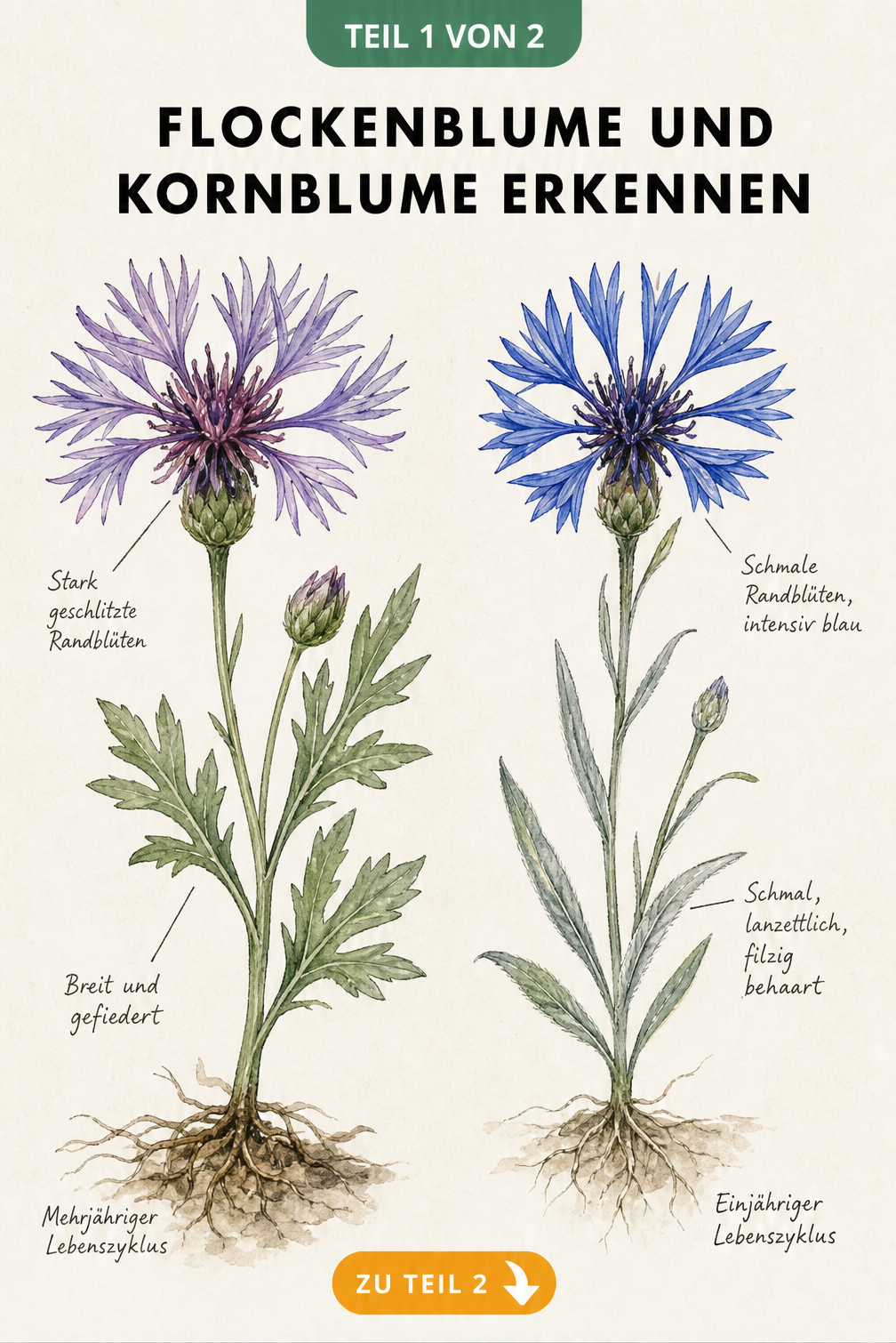 Botanische Illustration der Flockenblume und Kornblume im direkten Vergleich von Blüte, Blatt und Wurzel