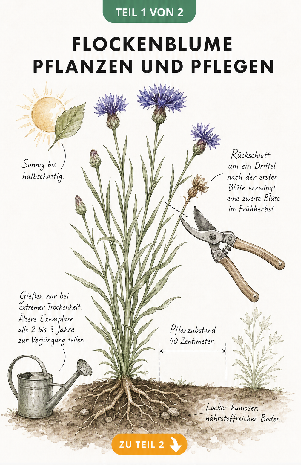 Illustration einer Flockenblume mit Wurzelballen, Gartenschere und Gießkanne, die Pflege- und Pflanzhinweise zeigt.