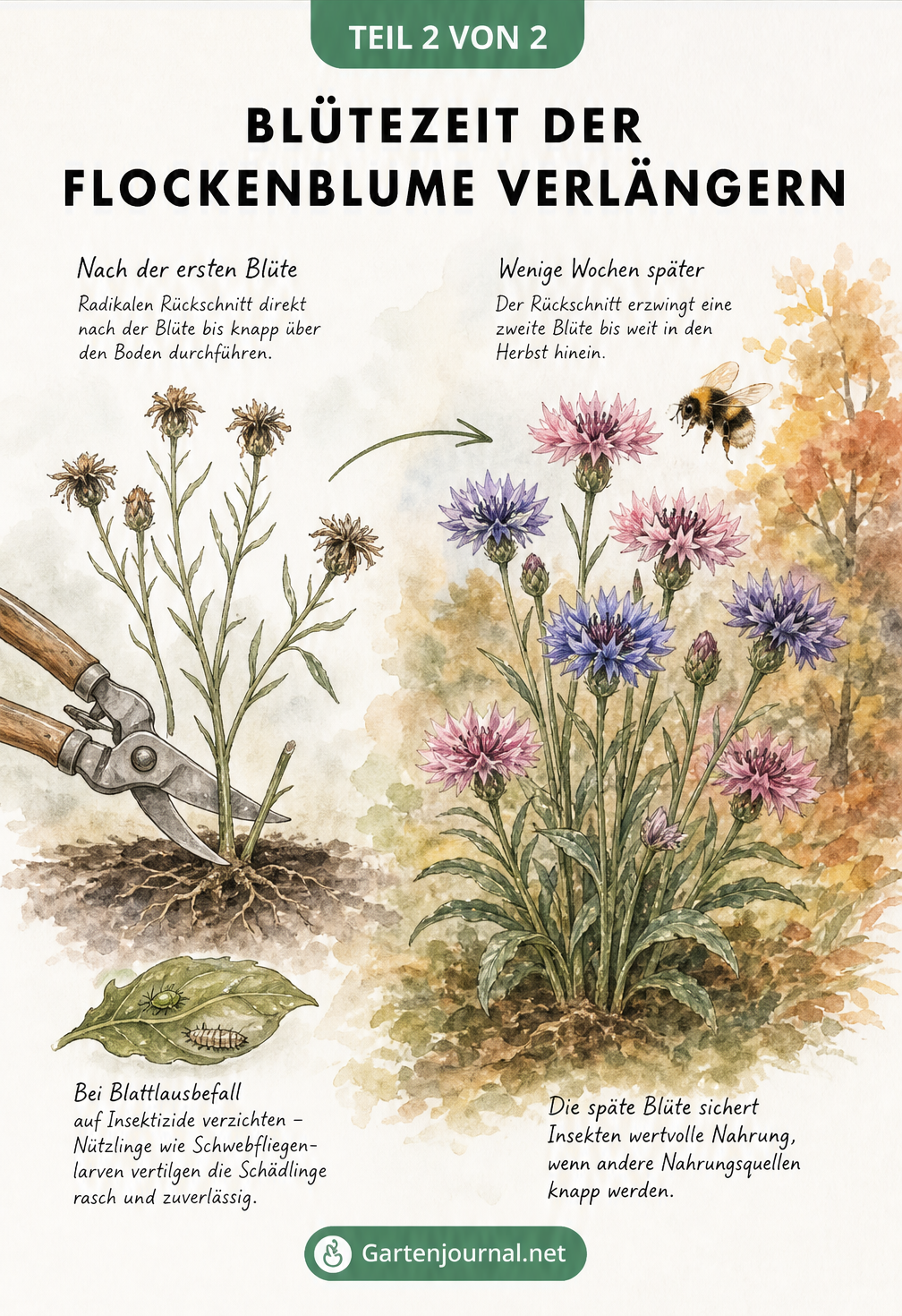Illustration eines Rückschnitts der Flockenblume im Sommer und der daraus resultierenden zweiten Blüte im Herbst mit einer Hummel.