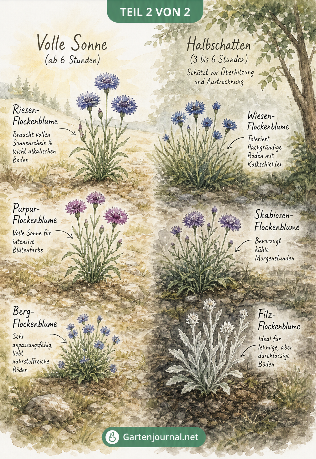 Illustrierte Gartenlandschaft mit verschiedenen Flockenblumenarten, aufgeteilt in sonnige und halbschattige Bereiche