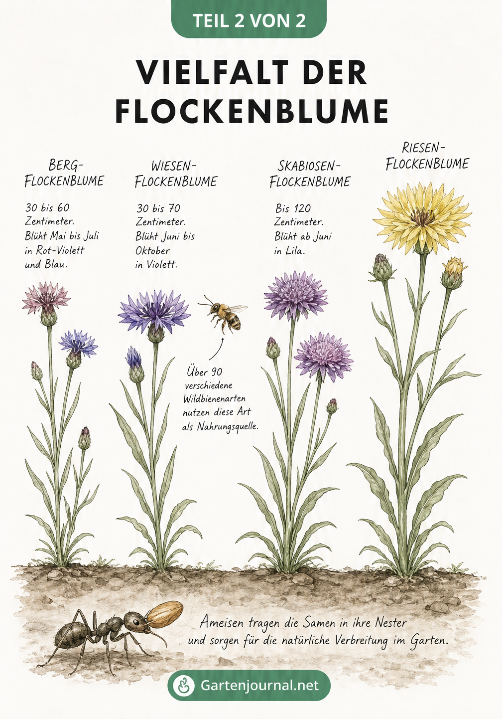 Vergleich von vier Flockenblumen-Arten: Berg-Flockenblume, Wiesen-Flockenblume, Skabiosen-Flockenblume und Riesen-Flockenblume mit Größenangaben.