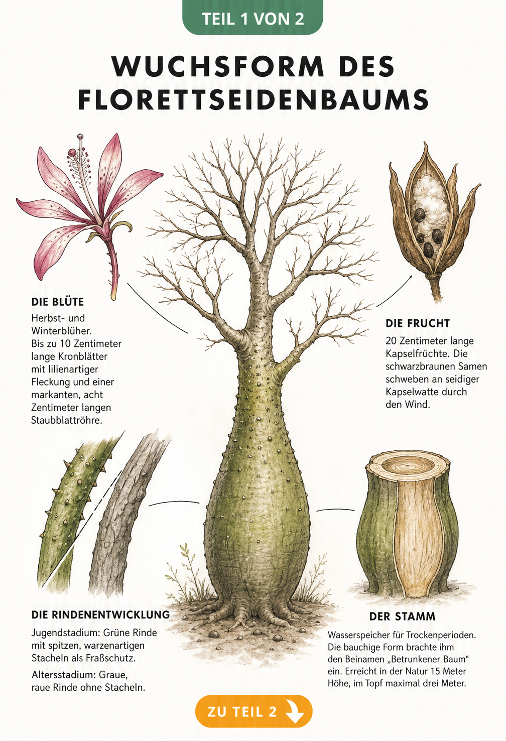 Botanische Illustration des Florettseidenbaums mit Details zu Blüte, Frucht, Rinde und Stamm