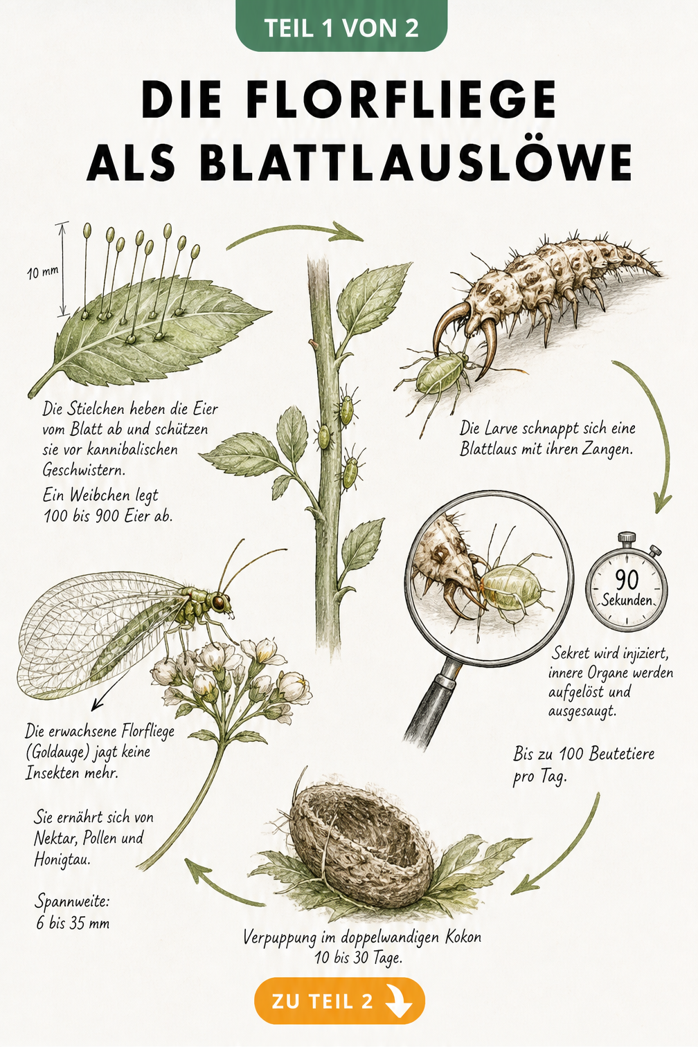 Illustration des Lebenszyklus der Florfliege mit Eiern an Stielen, jagender Larve, Kokon und ausgewachsenem Insekt an einer Blüte