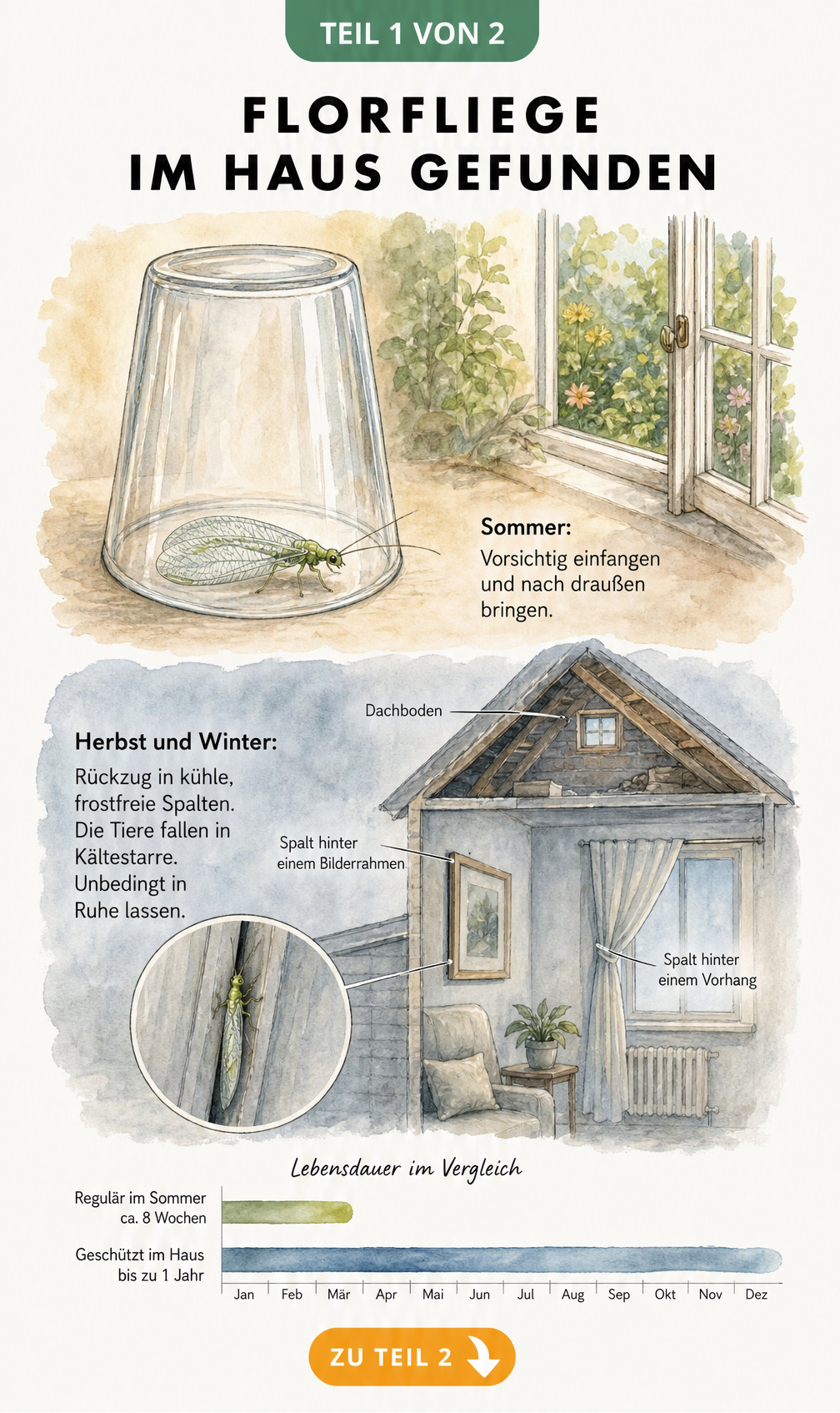 Illustration einer Florfliege und ihrer Überwinterung im Haus