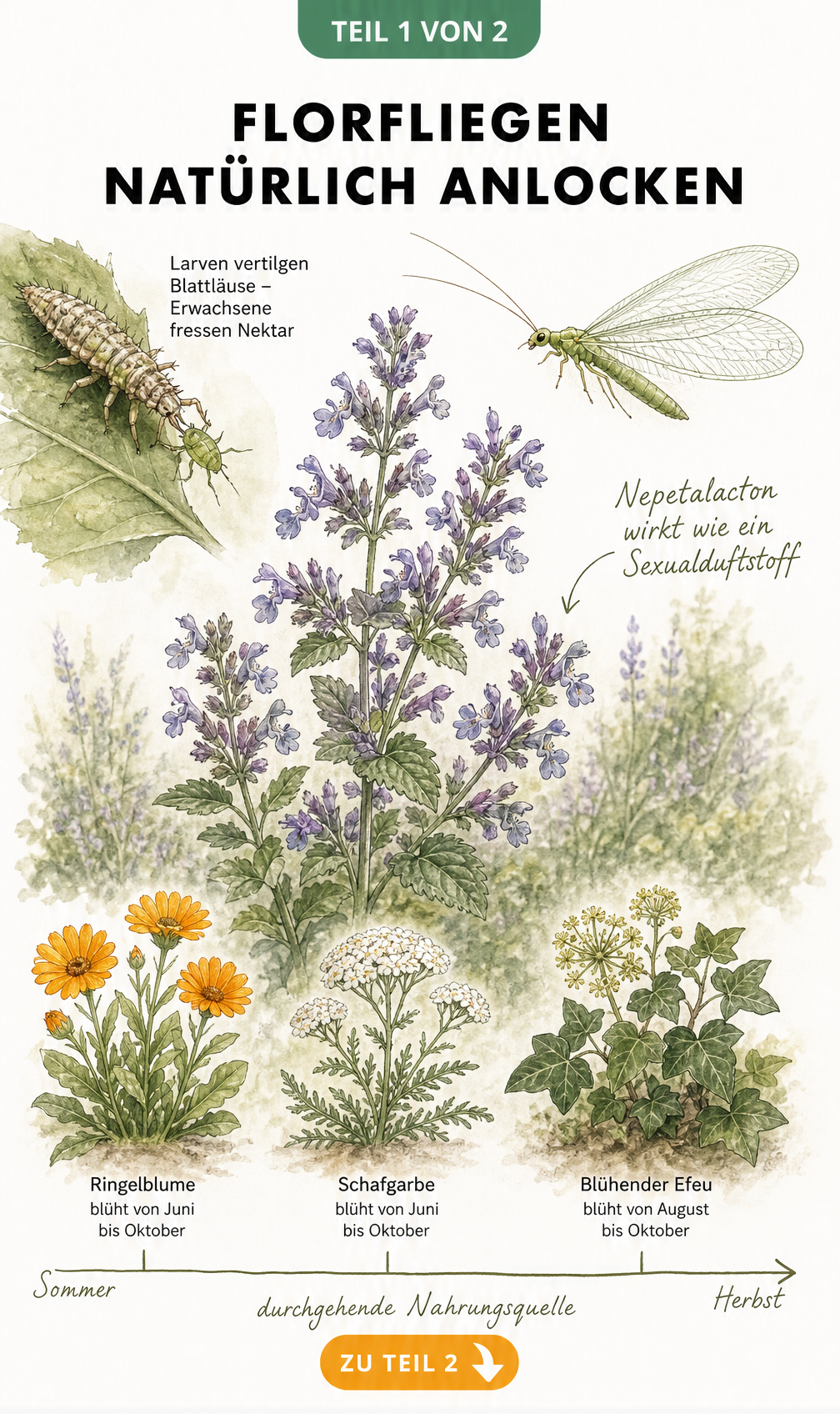 Botanische Illustration einer Katzenminze mit Florfliege und weiteren nektarreichen Pflanzen wie Ringelblume und Schafgarbe.