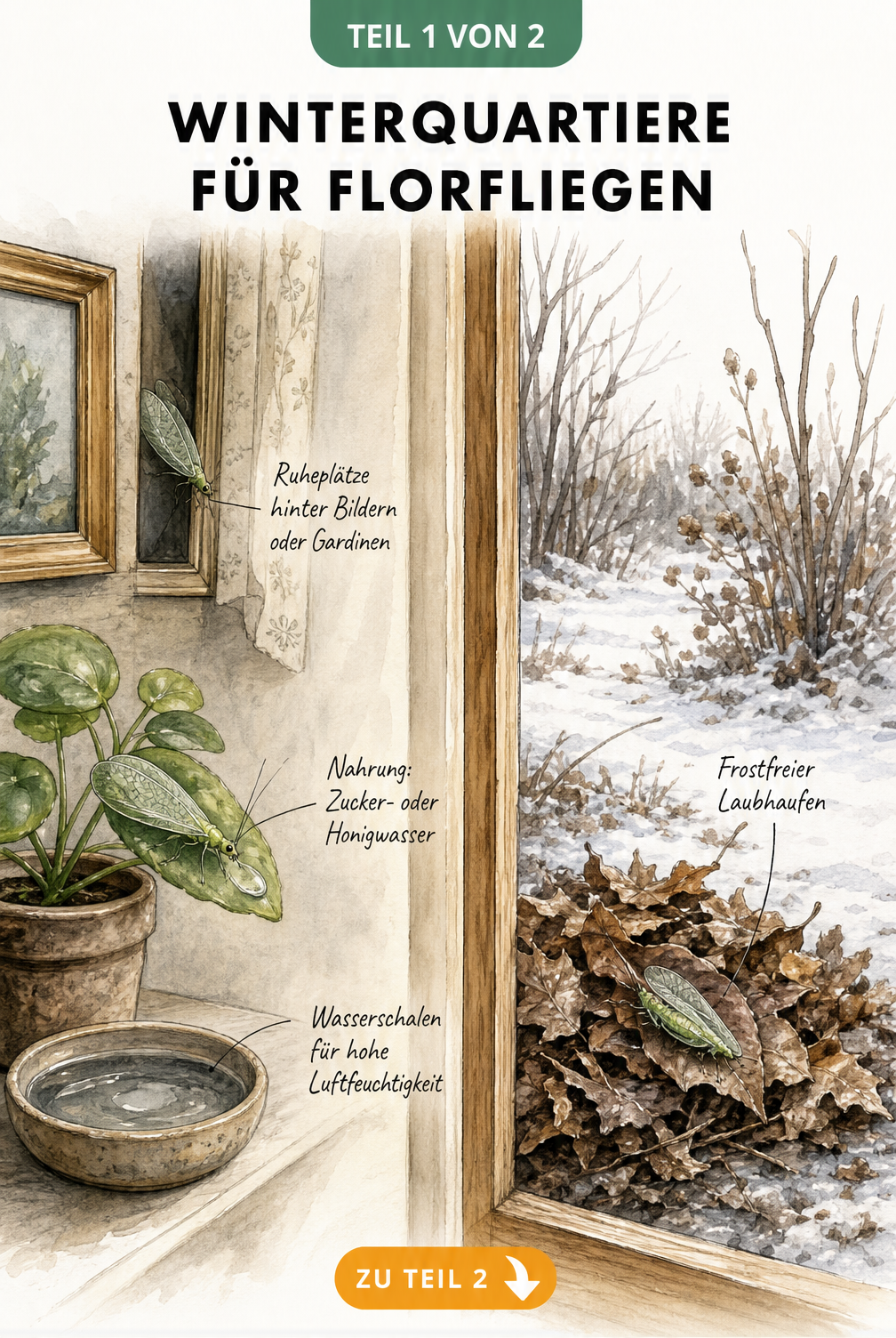 Illustration von Winterquartieren für Florfliegen im Garten und im Haus
