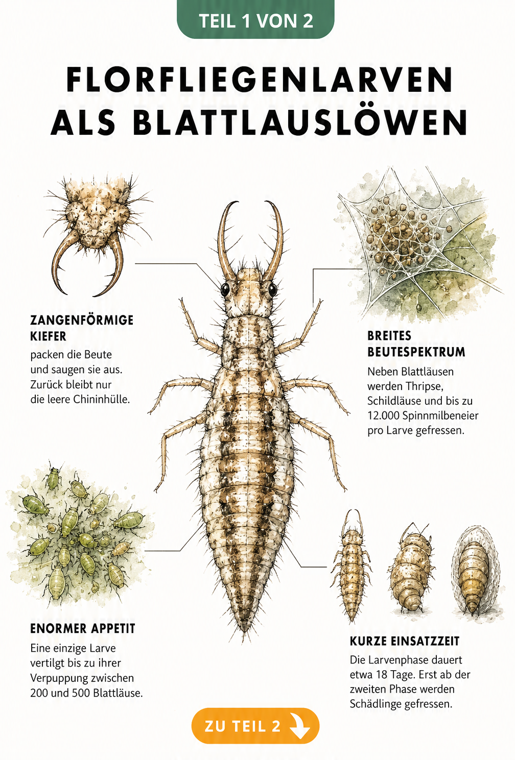 Illustration einer Florfliegenlarve mit Details zu Kiefer, Beutespektrum, Appetit auf Blattläuse und Lebenszyklus