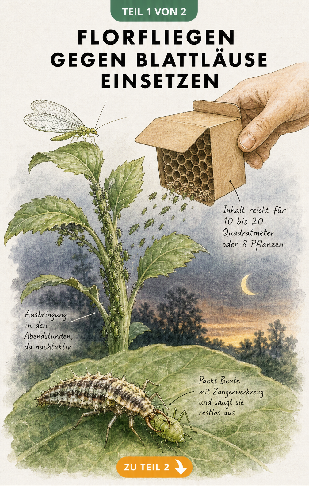 Illustration einer Florfliegenlarve, die eine Blattlaus auf einem Pflanzenstängel greift, mit Hinweisen zur Ausbringung aus einer Pappwabe in den Abendstunden.