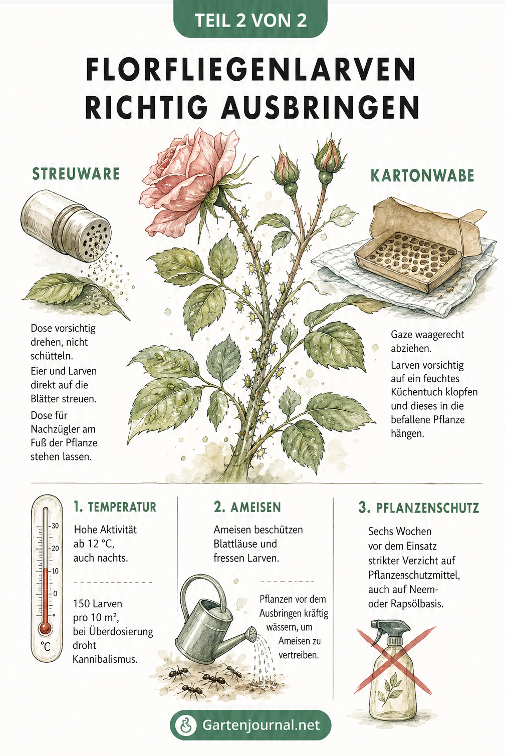 Anleitung zum Ausbringen von Florfliegenlarven als Streuware oder mit Kartonwabe, inklusive Tipps zu Temperatur und Ameisen