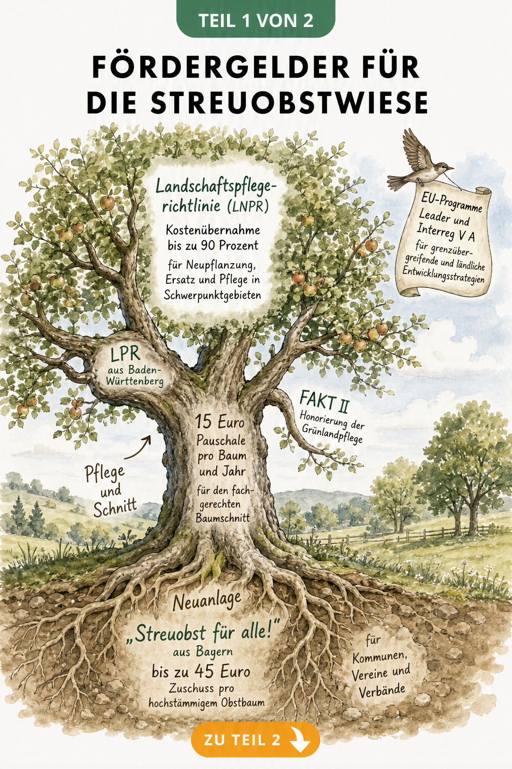 Illustration eines Apfelbaums mit Förderprogrammen für Streuobstwiesen wie Streuobst für alle und LPR