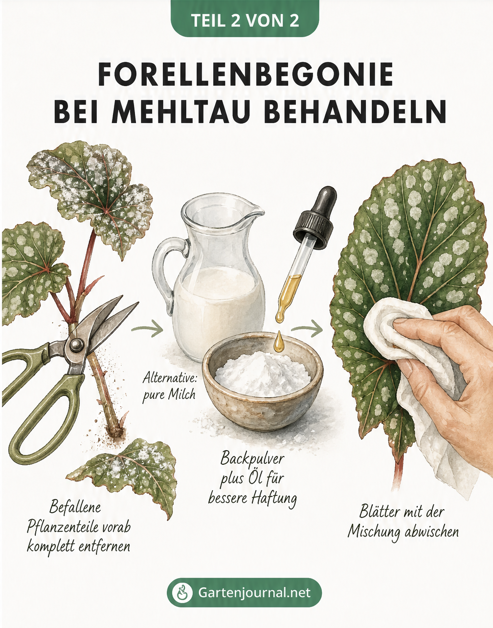 Illustration zur Behandlung von Mehltau an der Forellenbegonie mit Hausmitteln wie Milch und Backpulver