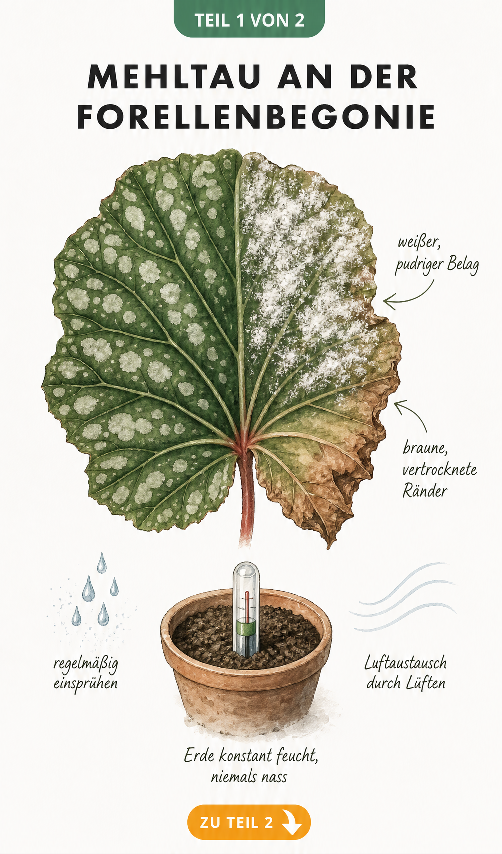 Illustration eines Forellenbegonien-Blattes mit Mehltau-Symptomen und Tipps zur Prävention