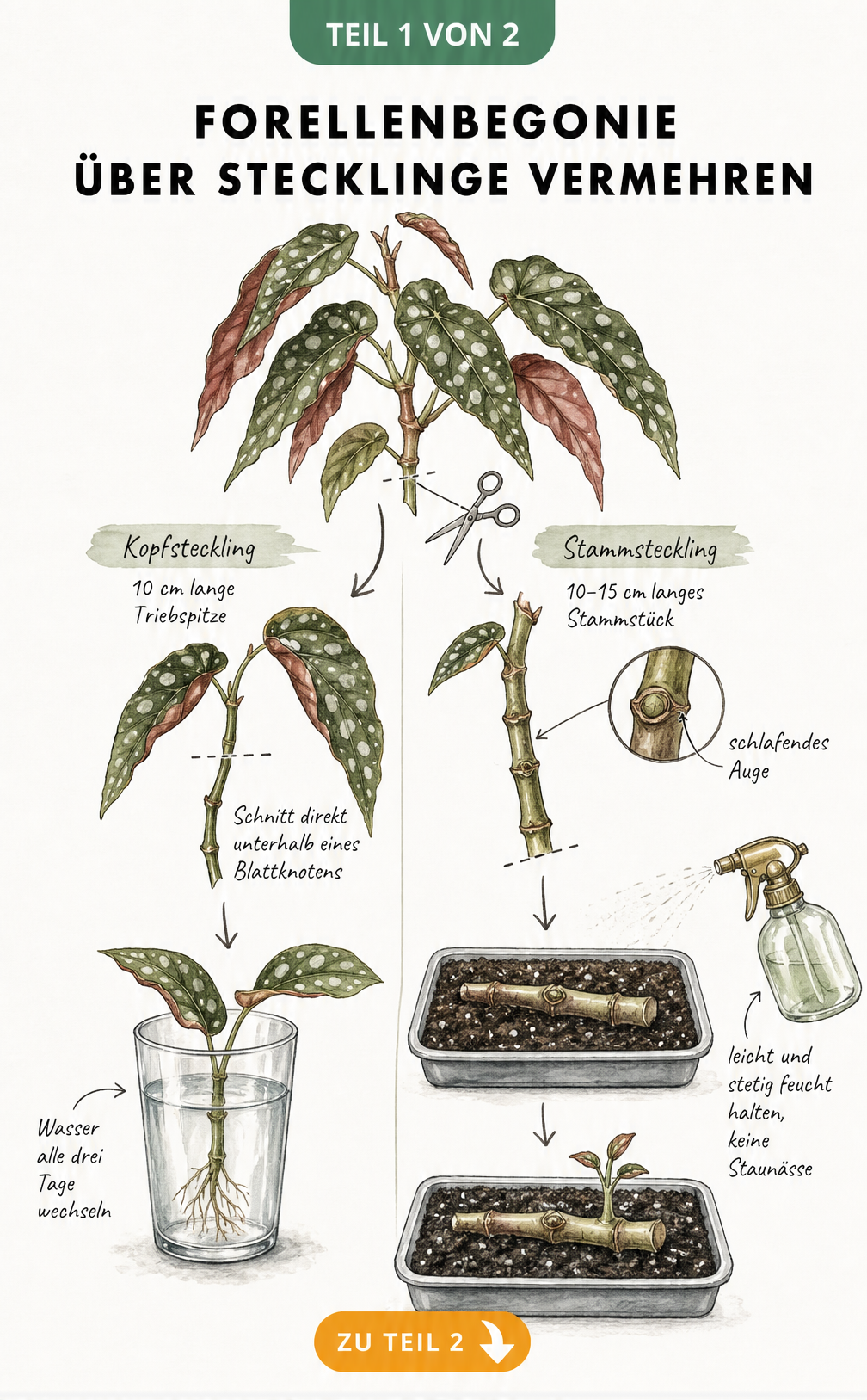 Illustration der Vermehrung einer Forellenbegonie durch Kopfstecklinge im Wasserglas und Stammstecklinge in Anzuchterde
