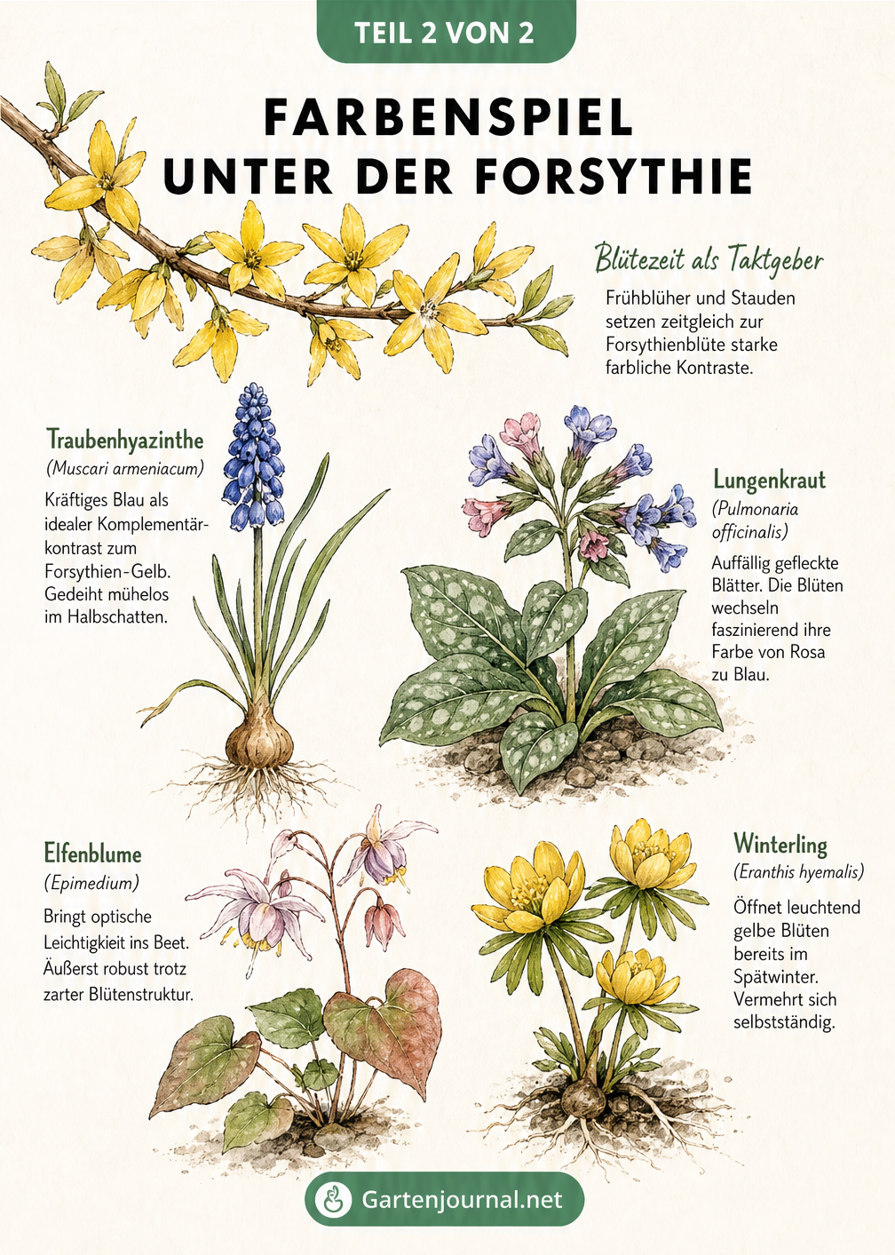 Illustration von Frühblühern und Stauden wie Traubenhyazinthe, Lungenkraut, Elfenblume und Winterling als farblicher Kontrast zur gelben Forsythie.