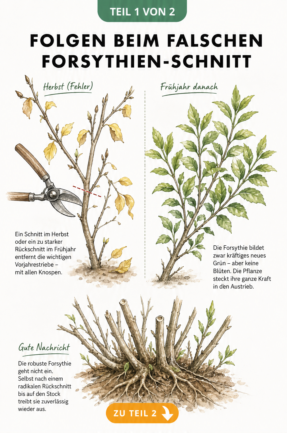 Illustration zweier Forsythien-Zweige: Links ein falscher Schnitt im Herbst, rechts die Folge im Frühjahr mit vielen Blättern aber ohne Blüten.