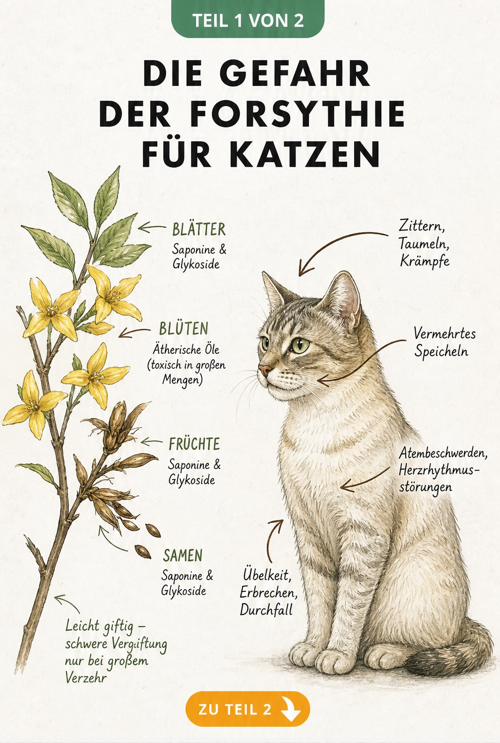 Botanische Illustration eines Forsythienzweigs mit Markierungen der giftigen Pflanzenteile und einer Katze mit Vergiftungssymptomen