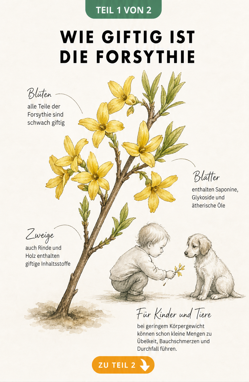 Botanische Illustration eines Forsythienzweigs mit Blüten und Blättern, die auf die schwache Giftigkeit durch Saponine und Glykoside hinweist.