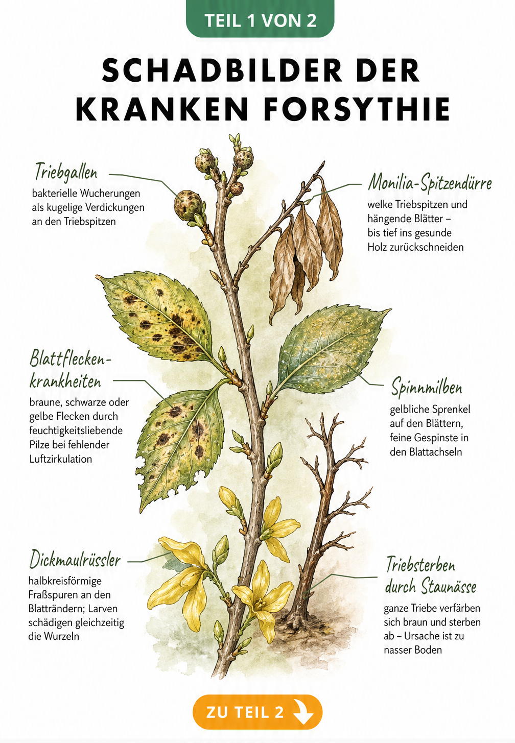 Botanische Illustration eines Forsythienzweigs mit Schadbildern wie Triebgallen, Blattflecken und Fraßspuren