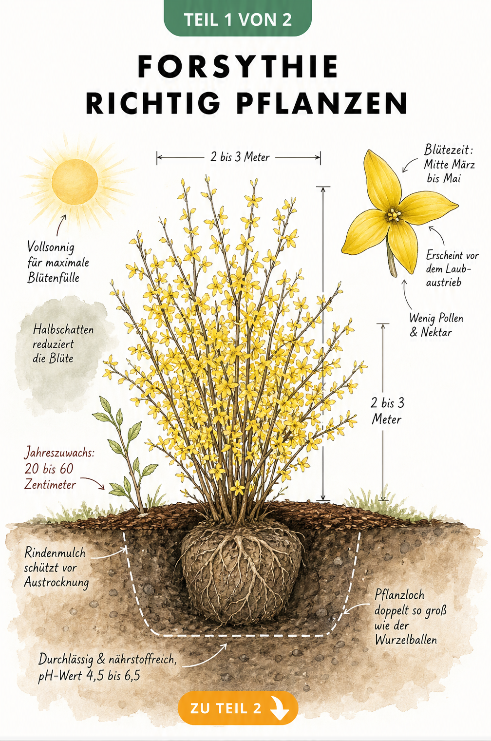 Illustration einer Forsythie im Querschnitt mit Pflanzloch, Wurzelballen und Hinweisen zu Standort und Boden
