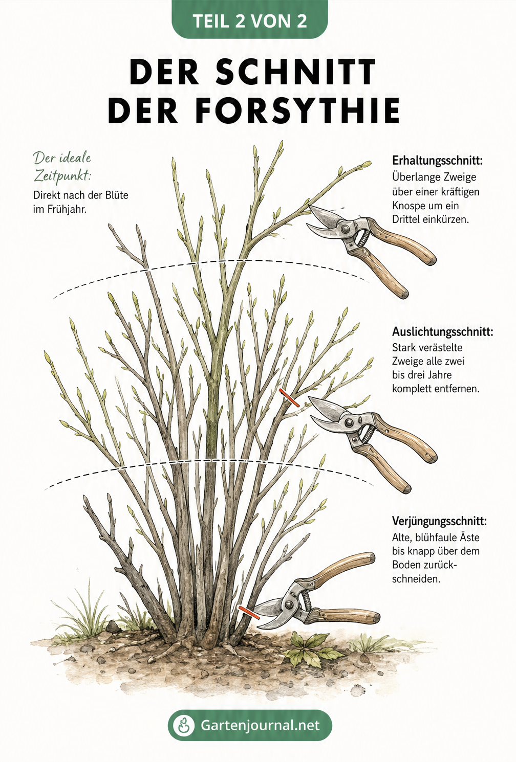 Illustration zum Schnitt einer Forsythie mit Gartenschere, die Verjüngungs-, Auslichtungs- und Erhaltungsschnitt zeigt