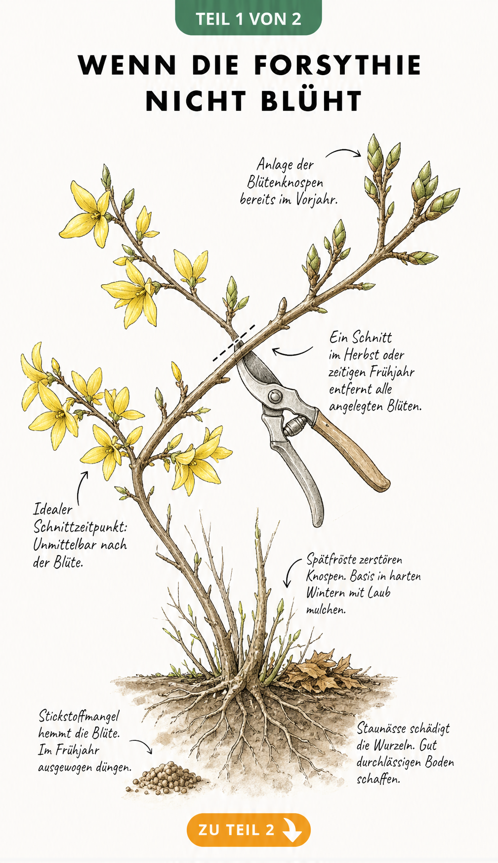 Botanische Illustration eines Forsythienzweigs, die den richtigen Schnittzeitpunkt nach der Blüte und Ursachen für ausbleibende Blüten wie Frost oder Staunässe...