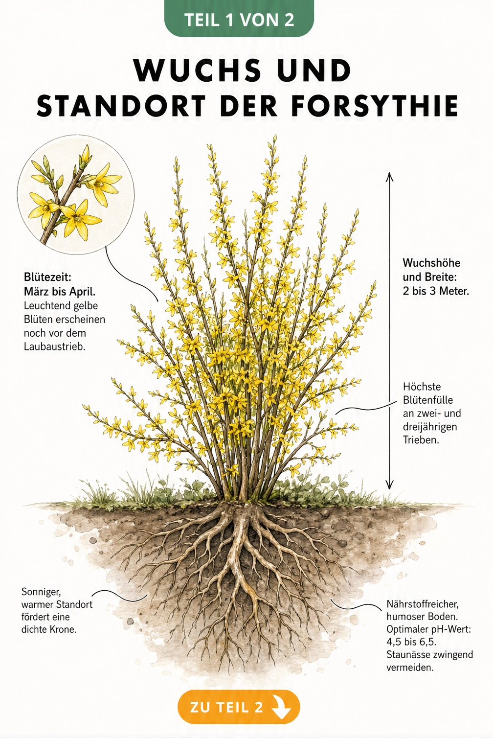 Botanische Illustration einer Forsythie mit Wurzelwerk, Blüten und Maßangaben zum Wuchs