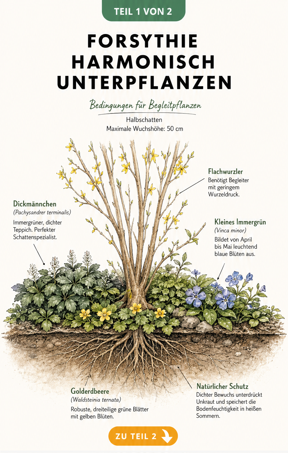 Botanische Schnittzeichnung einer Forsythie mit flachwurzelnden Bodendeckern wie Dickmännchen, Kleinem Immergrün und Golderdbeere im Halbschatten.
