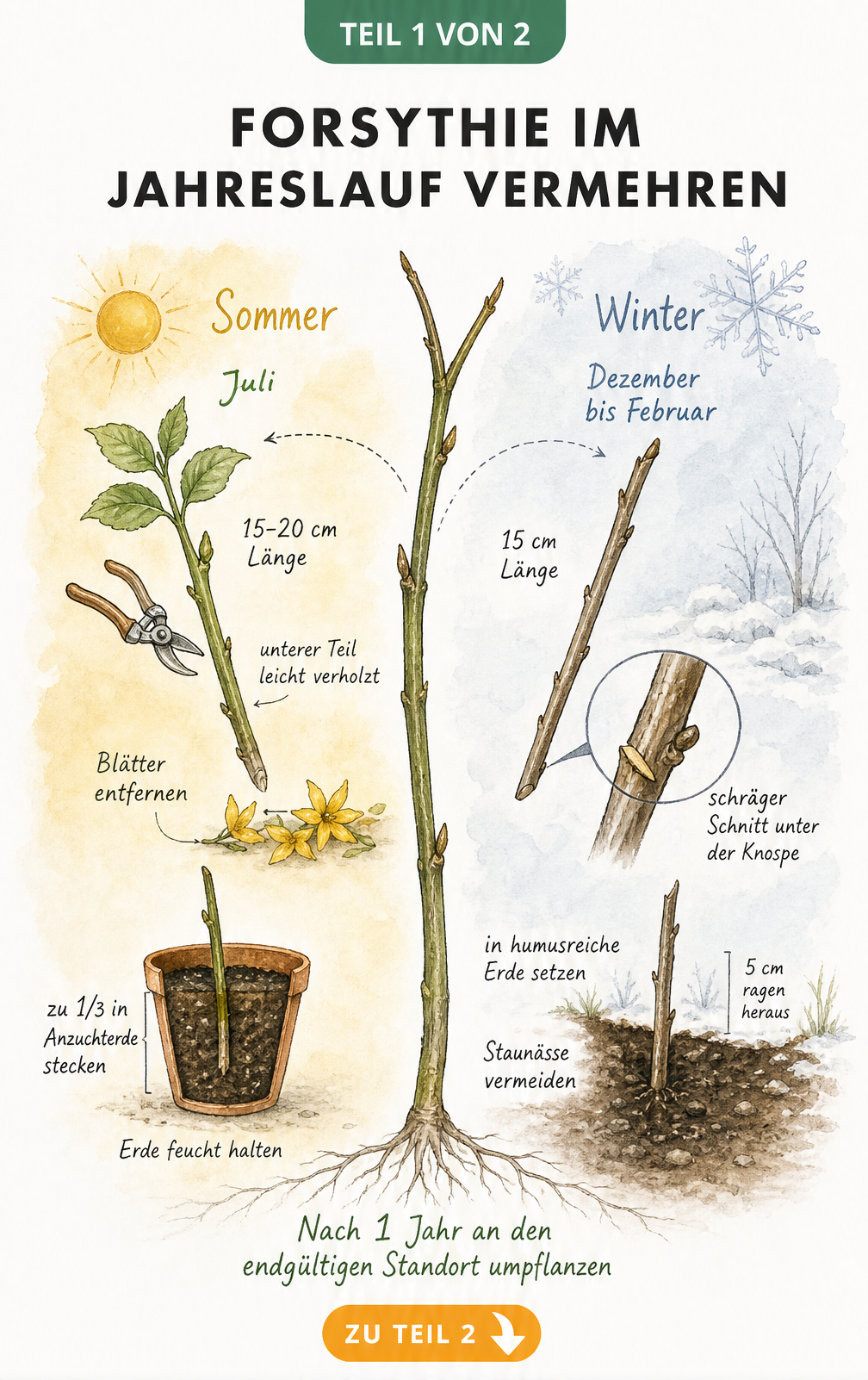 Botanische Illustration zur Vermehrung von Forsythien im Sommer durch Stecklinge und im Winter durch Steckhölzer.