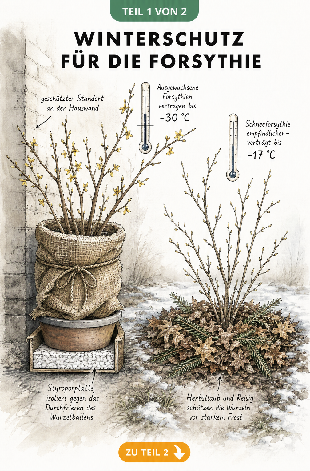Illustration einer Forsythie im Kübel mit Jute und Styropor sowie einer Schneeforsythie im Gartenboden mit Laub und Reisig als Winterschutz