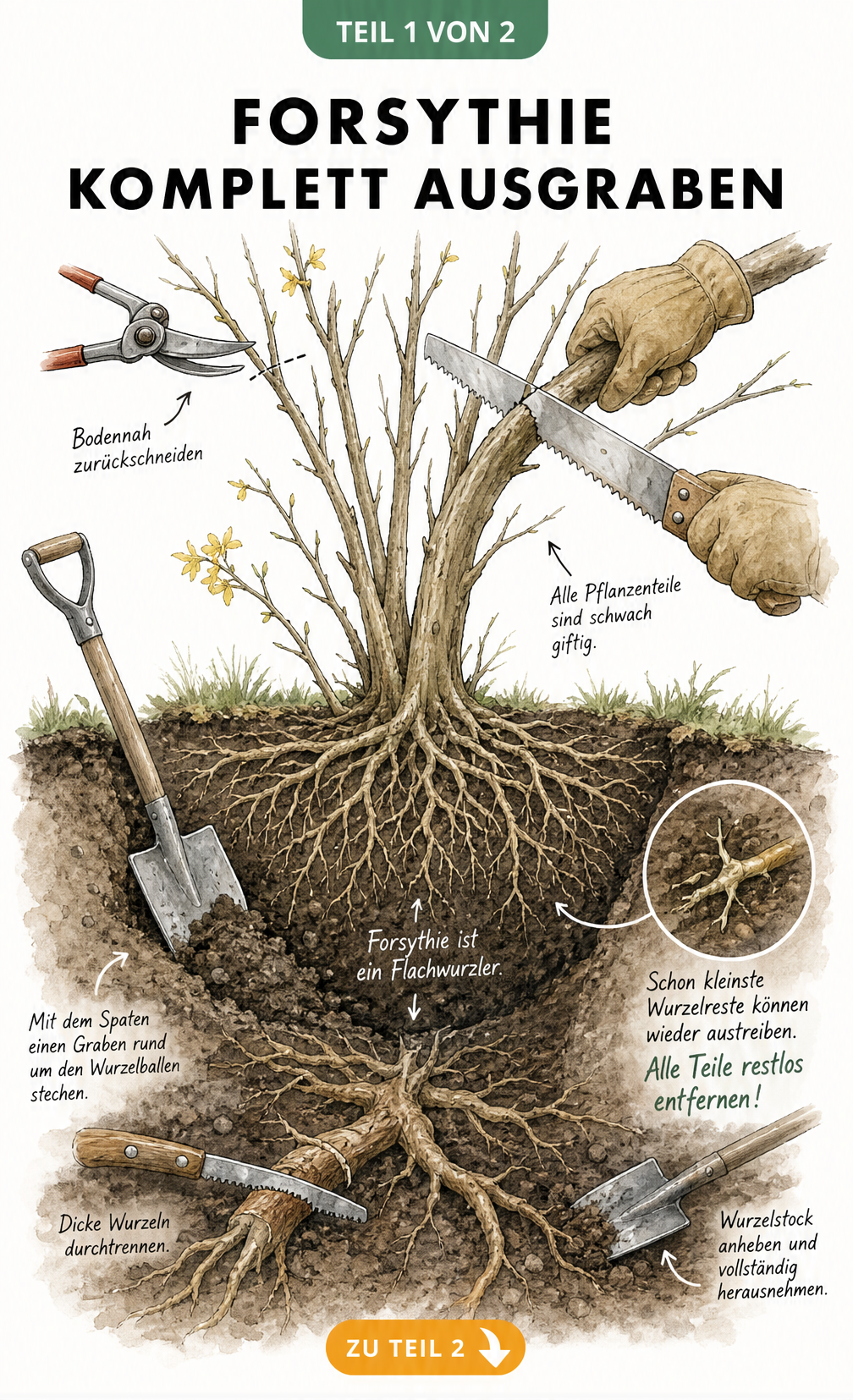 Illustration eines bodennahen Rückschnitts und des Ausgrabens eines Forsythien-Wurzelballens mit Spaten und Säge