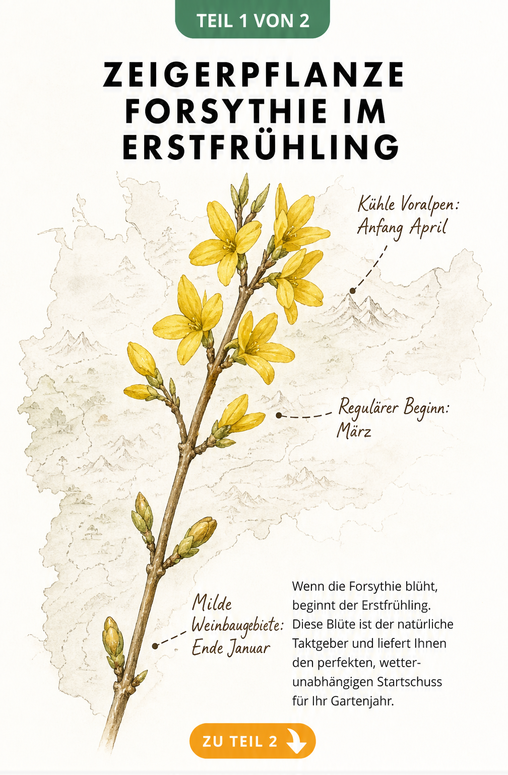 Botanische Illustration eines Forsythienzweigs mit phänologischem Kalender und regionalen Blütezeiten