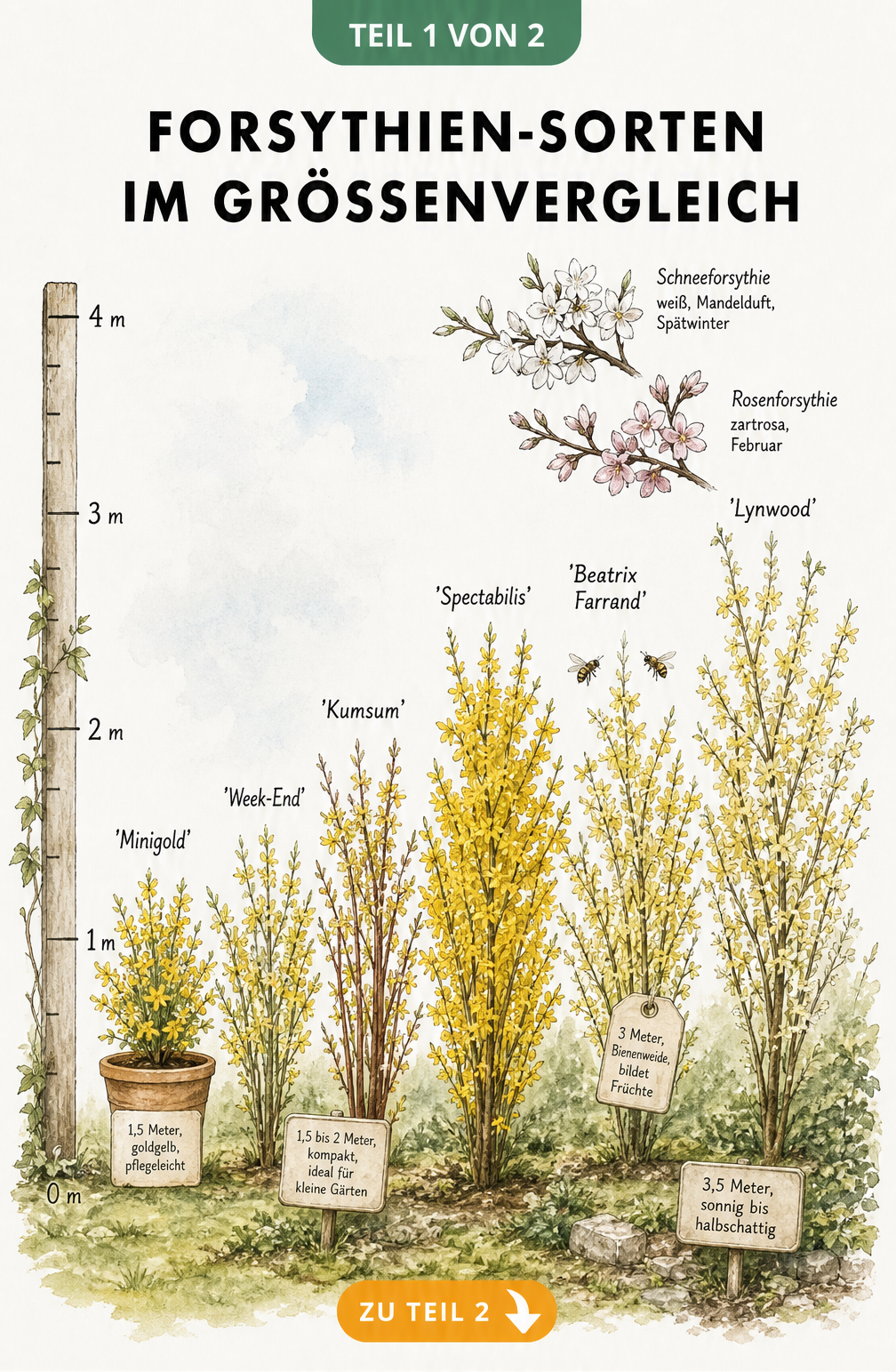 Aquarell-Zeichnung verschiedener Forsythien-Sorten im Größenvergleich von 1,5 bis 3,5 Meter