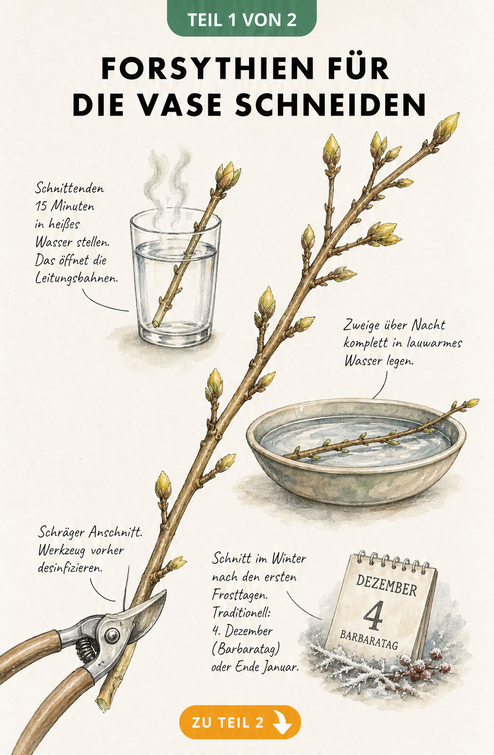 Botanische Illustration eines Forsythienzweigs mit Anleitung zum richtigen Schnitt für die Vase