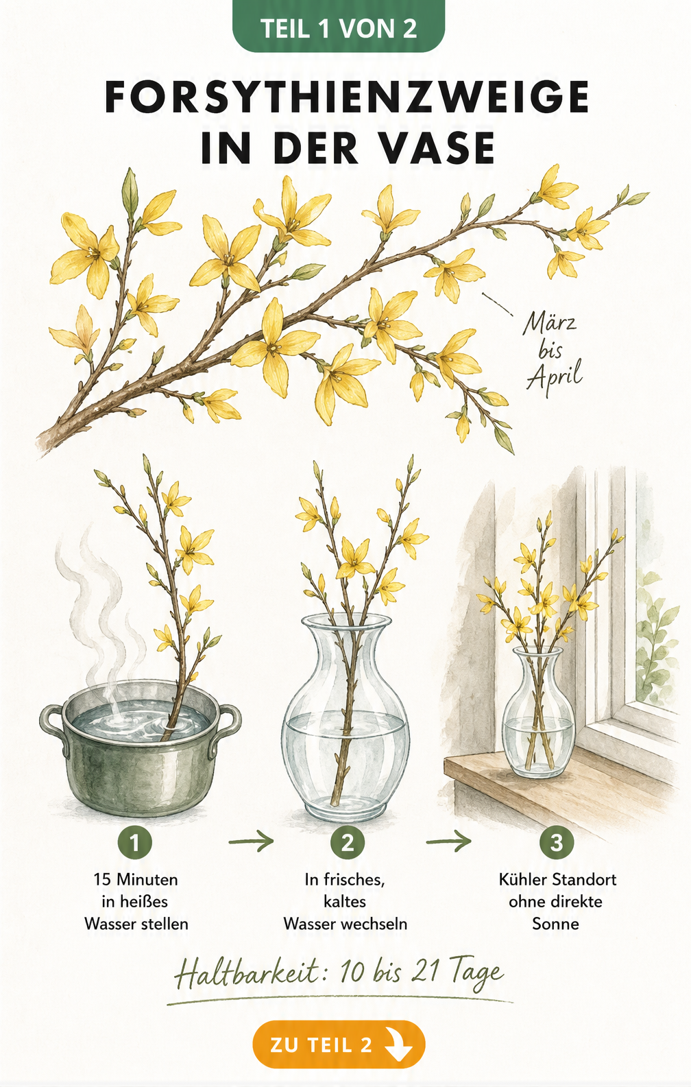 Illustration eines blühenden Forsythienzweigs mit Anleitung zur Haltbarkeit in der Vase